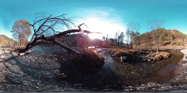 360 VR réalité virtuelle d'une montagne sauvage, pinède et rivière coule. Parc national, prairie et rayons du soleil. — Video