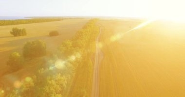 UHD 4k havadan görünümü. Yeşil ve sarı buğday kırsal alanın üzerine uçuş düşük ve satır ağacı