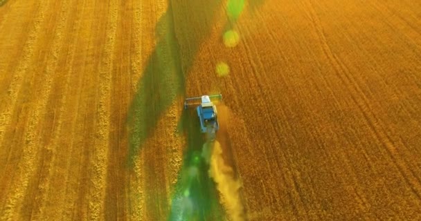 UHD 4K vista aérea. Vuelo bajo sobre cosechadora combina recoge el trigo en el campo rural amarillo . — Vídeo de stock