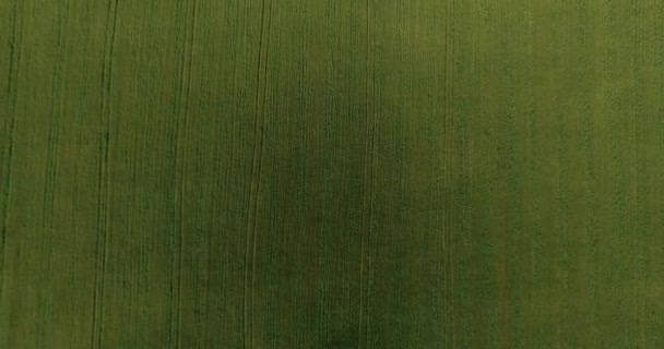 Letecký pohled na rozlišení 4k. Nízký let po zelené a žluté pšeničné venkovské oblasti. Vertikální pohyb. — Stock video