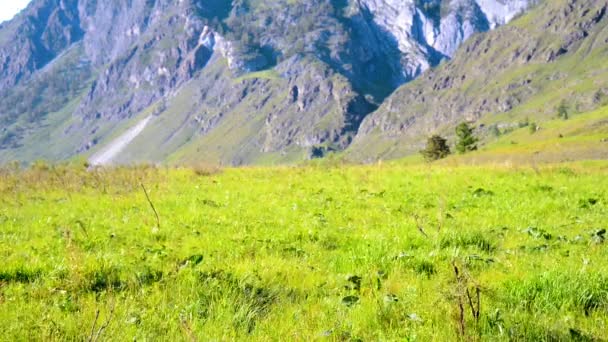 Vandring man gå på grönt berg äng med ryggsäck. Sommar sport och rekreation koncept. — Stockvideo