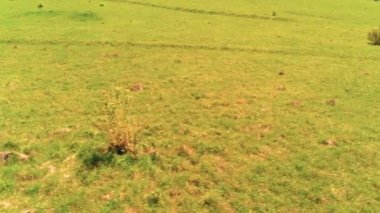 Dağ çayırında vahşi atların üzerinden uçmak. Yaz dağları vahşi doğa. Özgürlük ekolojisi kavramı.