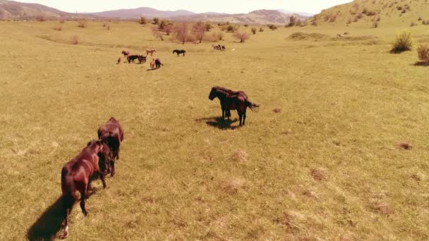 山の牧草地で野生の馬の群れ以上の飛行。夏の山野生自然。自由生態学の概念. — ストック動画