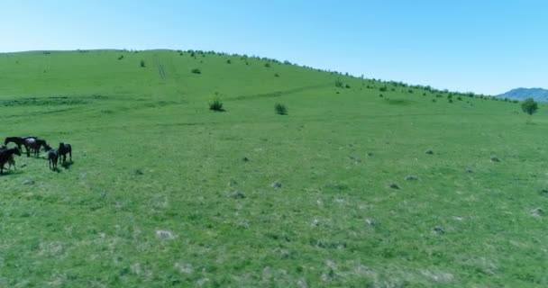 山の牧草地で野生の馬の群れ以上の飛行。夏の山野生自然。自由生態学の概念. — ストック動画