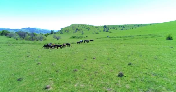 Voo sobre cavalos selvagens rebanho no prado da montanha. Verão montanhas natureza selvagem. Conceito de ecologia da liberdade. — Vídeo de Stock