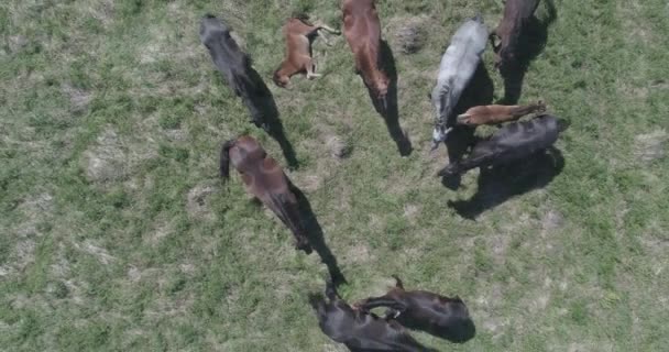 Flight over wild horses herd on mountain meadow. Summer mountains wild nature. Flat raw color. — Stock Video