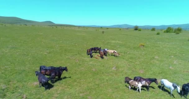 Repülés vad lovak csordája felett a hegyi réten. Nyári hegyek vad természet. Szabadság-ökológia. — Stock videók