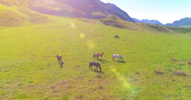 Flight over wild horses herd on meadow. Spring mountains wild nature. Freedom ecology concept. — Stock Video