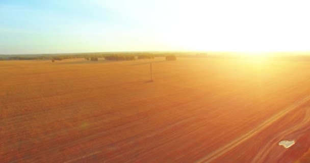 Εναέρια άποψη UHD 4k. Αέρα πτήση πάνω από αγροτική πεδίο κίτρινο σιτάρι — Αρχείο Βίντεο