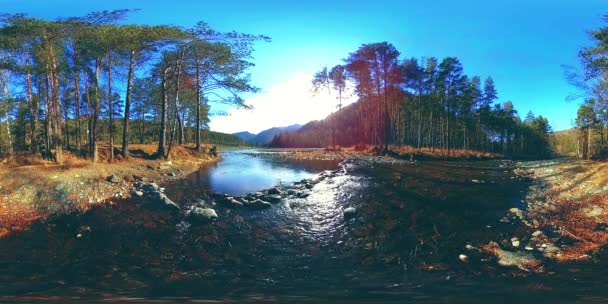 360 VR virtual reality of a wild mountains, pine forest and river flows. National park, meadow and sun rays. — Stock Video