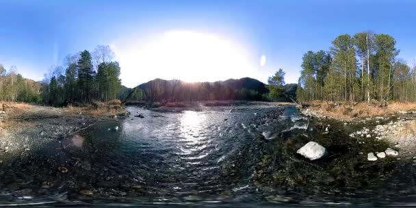 360 VR virtuelle Realität eines wilden Gebirges, Kiefernwaldes und Flusses fließt. Nationalpark, Wiese und Sonnenstrahlen. — Stockvideo