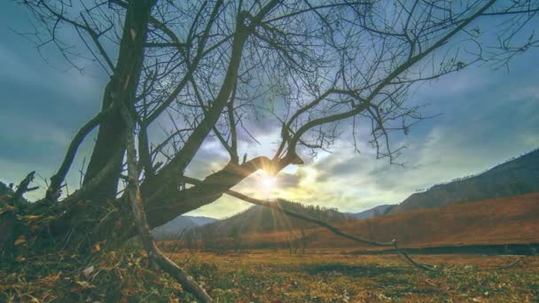 Time lapse di albero della morte e erba gialla secca a paesaggio montano con nuvole e raggi di sole. Movimento cursore orizzontale — Video Stock