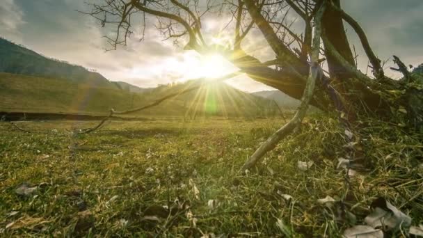 Time lapse di albero della morte e erba gialla secca a paesaggio montano con nuvole e raggi di sole. Movimento cursore orizzontale — Video Stock