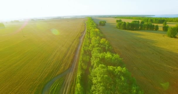 UHD 4K вид сверху. Низкий полет над зеленой и желтой пшеницей — стоковое видео