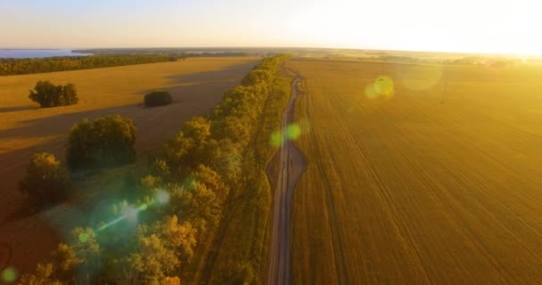 Uhd 4k légifelvételek. Alacsony repülés, zöld és sárga búza vidéki mező fölött, és fa vonal — Stock videók