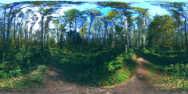 UHD 4K 360 VR Virtuální realita rekreační oblasti městského parku. Stromy a zelená tráva na podzim nebo v létě — Stock video