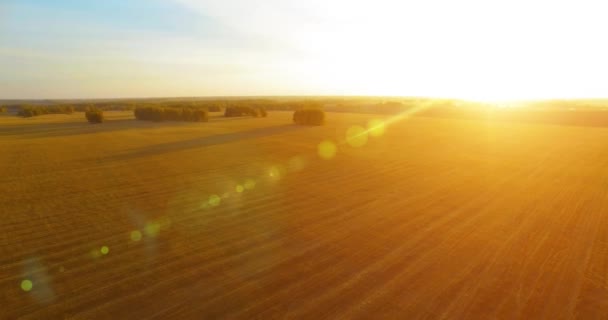 UHD 4K vista aérea. Voo no ar sobre o campo rural de trigo amarelo — Vídeo de Stock