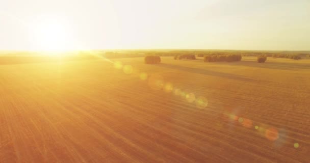 UHD 4K vedere aeriană. Zbor în aer deasupra câmpului rural de grâu galben — Videoclip de stoc