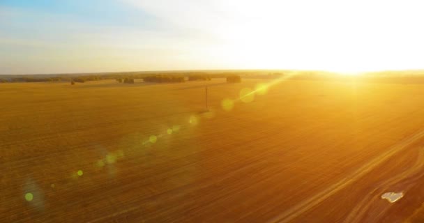 Letecký pohled na rozlišení 4k. Vzduchu letu nad žluté pšeničné venkovské oblasti — Stock video