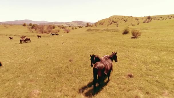 山の牧草地で野生の馬の群れ以上の飛行。夏の山野生自然。自由生態学の概念. — ストック動画