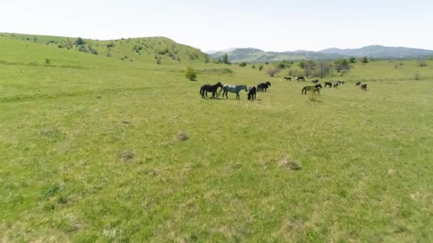 Volo sopra mandrie di cavalli selvatici sul prato di montagna. Montagne estive natura selvaggia. Libertà concetto di ecologia. — Video Stock