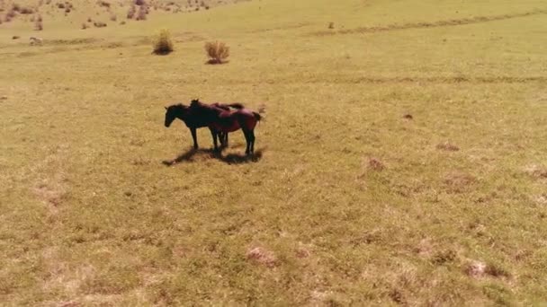 Flug über die Wildpferdeherde auf der Bergwiese. Sommerberge wilde Natur. Freiheits-Ökologiekonzept. — Stockvideo