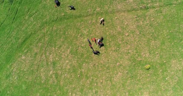 Vuelo sobre el rebaño de caballos salvajes en el prado de montaña. Verano montañas naturaleza salvaje. Concepto de ecología de libertad. — Vídeo de stock