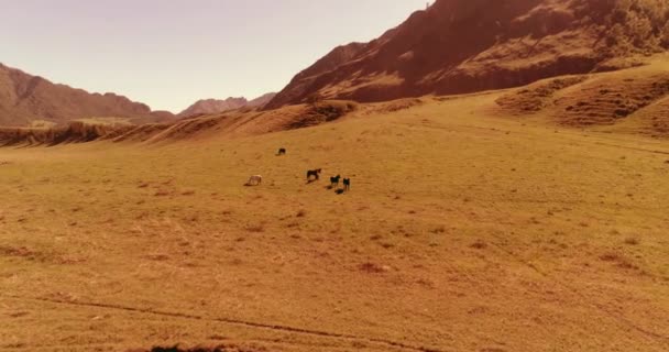 Vuelo sobre el rebaño de caballos salvajes en el prado. Primavera montañas naturaleza salvaje. Concepto de ecología de libertad. — Vídeos de Stock