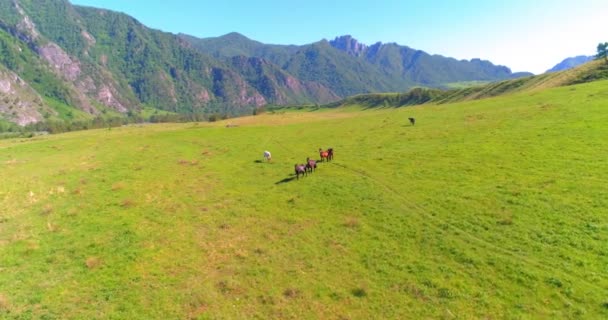 Flucht über Wildpferde auf der Weide. Frühling Berge wilde Natur. Freiheits-Ökologiekonzept. — Stockvideo