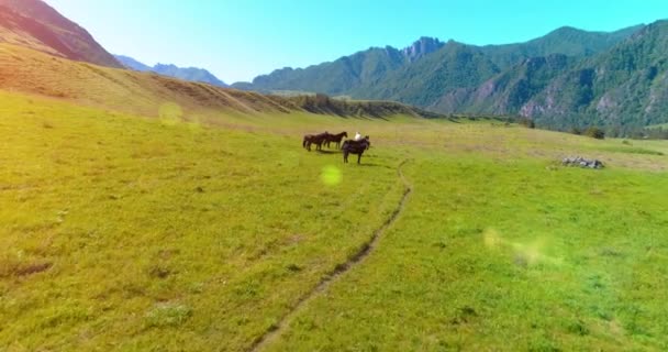 Vuelo sobre el rebaño de caballos salvajes en el prado. Primavera montañas naturaleza salvaje. Concepto de ecología de libertad. — Vídeo de stock