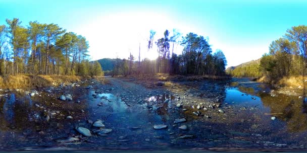 360 VR virtuell verklighet av en vild berg, tallskog och flod strömmar. Nationalpark, ängs- och solstrålar. — Stockvideo