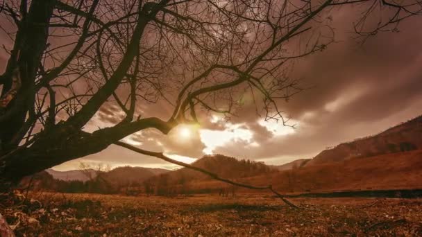 Uhd Time Lapse Death Tree Drought Disaster Dry Yellow Grass — Vídeo de Stock