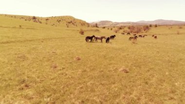 Uçan UHD 4K vahşi at sürüsü üzerinde uçuyor. Vahşi yaz dağlarının üzerinde uçmak doğa. Güneşli kırsal yeşil çimen çiftliğinde güzel hayvanlar. Özgürlük ekolojisi kavramı.