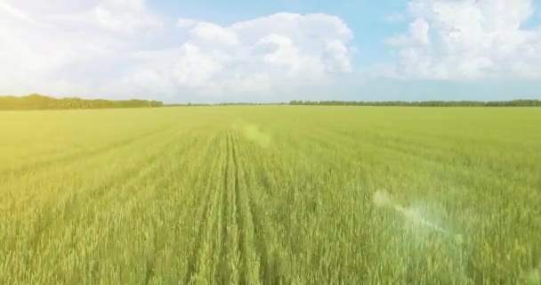 UHD 4K vista aérea. Bajo vuelo sobre campo rural de trigo verde y amarillo — Vídeo de stock