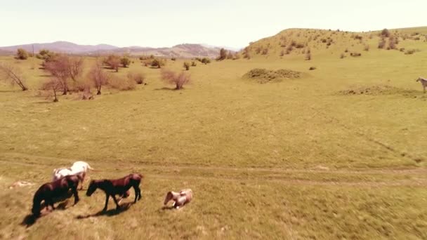 Vlucht over wilde paarden kudde op bergweide. Zomer bergen wilde natuur. Vrijheid ecologisch concept. — Stockvideo