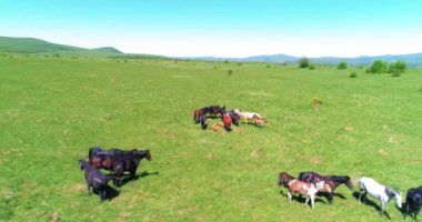 Dağ çayırında vahşi atların üzerinden uçmak. Yaz dağları vahşi doğa. Özgürlük ekolojisi kavramı.