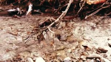 Dolly ormanın yakınındaki bir dağ nehrinde akan suyun kaygan görüntüsü. Islak kayalar ve güneş ışınları. Yatay sabit hareket.