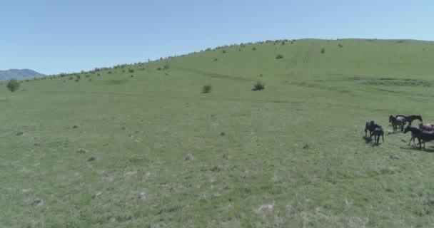 Vuelo sobre el rebaño de caballos salvajes en el prado de montaña. Verano montañas naturaleza salvaje. Color crudo plano. — Vídeos de Stock