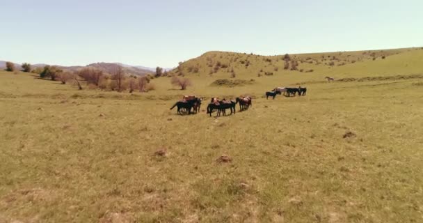 Dağ çayırında vahşi atların üzerinden uçmak. Yaz dağları vahşi doğa. Özgürlük ekolojisi kavramı. — Stok video