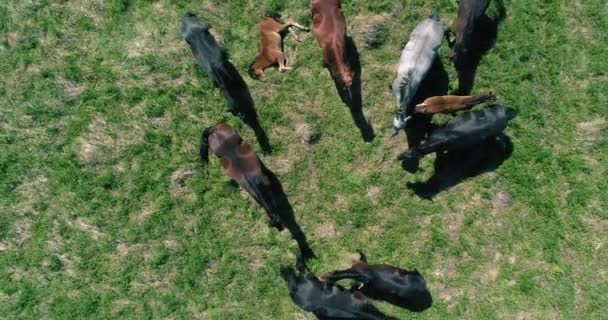 Flight over wild horses herd on mountain meadow. Summer mountains wild nature. Freedom ecology concept. — Stock Video