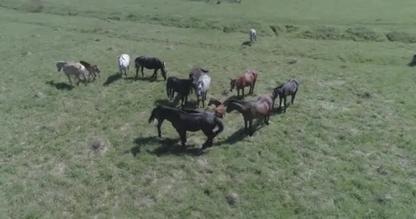 Lot nad dzikimi końmi stado na górskiej łące. Letnie góry dzika przyroda. Płaski kolor surowy. — Wideo stockowe