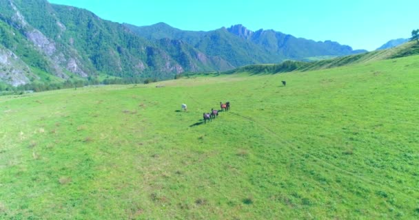 Vuelo sobre el rebaño de caballos salvajes en el prado. Primavera montañas naturaleza salvaje. Concepto de ecología de libertad. — Vídeos de Stock