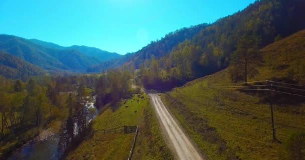 Vôo a meio do ar sobre o rio e o prado frescos da montanha na manhã ensolarada do verão. Estrada de terra rural abaixo. Vacas e carro . — Vídeo de Stock