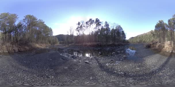 360 VR réalité virtuelle d'une montagne sauvage, pinède et rivière coule. Parc national, prairie et rayons du soleil. — Video