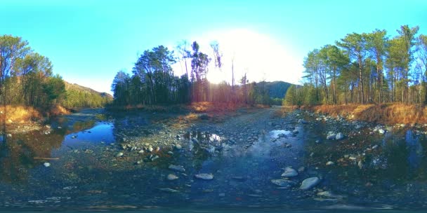 360 VR réalité virtuelle d'une montagne sauvage, pinède et rivière coule. Parc national, prairie et rayons du soleil. — Video