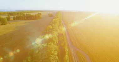 UHD 4k havadan görünümü. Yeşil ve sarı buğday kırsal alanın üzerine uçuş düşük ve satır ağacı
