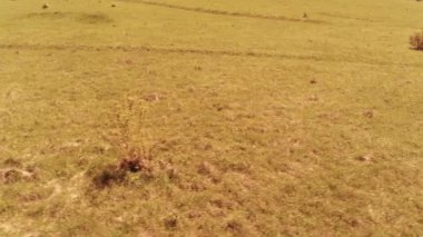 Dağ çayırında vahşi atların üzerinden uçmak. Yaz dağları vahşi doğa. Özgürlük ekolojisi kavramı.