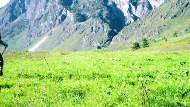 Piesze wycieczki man walking na góry zielony łąka z plecaka. Koncepcja lato sport i rekreacja. — Wideo stockowe