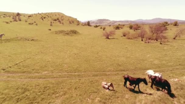 Vuelo sobre el rebaño de caballos salvajes en el prado de montaña. Verano montañas naturaleza salvaje. Concepto de ecología de libertad. — Vídeos de Stock