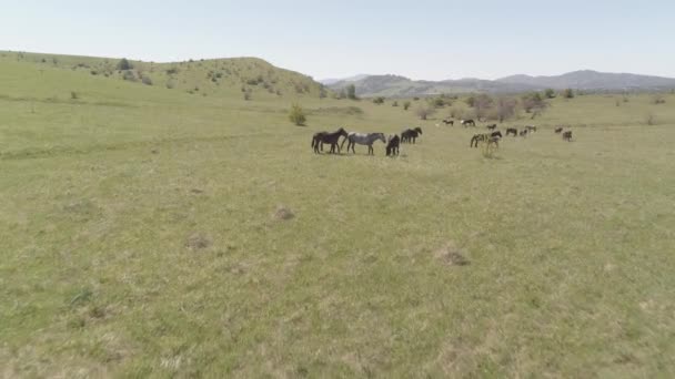 Repülés vad lovak csordája felett a hegyi réten. Nyári hegyek vad természet. Lapos, nyers szín. — Stock videók